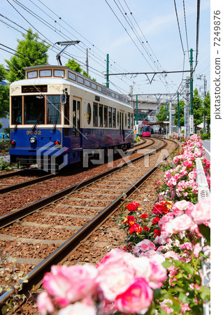 Tramway of Araragawa Line to and from Kumanoe Rose Traffic and Rose Flower along Railway Tramway of Araragawa Line to and from Kumanoe Rose Traffic and Rose Flower along Railway 7249876