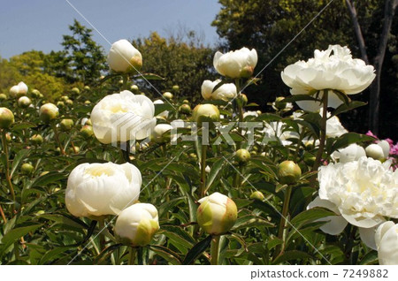 黎明之花·荷蘭nemuru 7249882