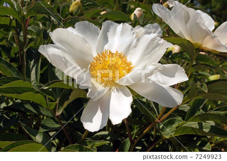 Flowers of sharpness · snow of Takamine (Yuki Takane) Flowers of sharpness · snow of Takamine (Yuki Takane) 7249923