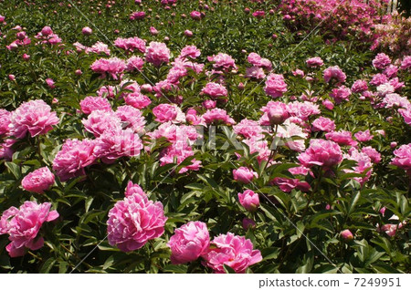 清晰度·晴朗的外觀(歡呼) 清晰度·晴朗的外觀(歡呼) 7249951