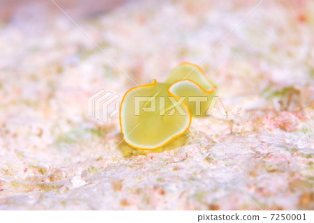 Saffron Illuminous 7250001