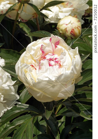 花·冰點（懸掛） 7250012