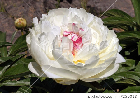 花·冰點（懸掛） 7250018