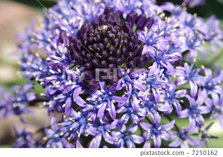 席勒Perubiana Scilla peruviana花花紫色花春天花 7250162