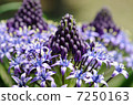 席勒Perubiana Scilla peruviana花花紫色花春天花 7250163