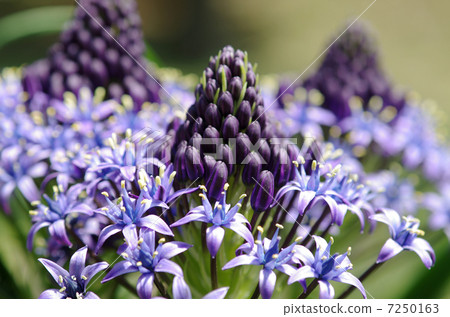 席勒Perubiana Scilla peruviana花花紫色花春天花 席勒Perubiana Scilla peruviana花花紫色花春天花 7250163