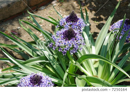 席勒Perubiana Scilla peruviana花花紫色花春天花 席勒Perubiana Scilla peruviana花花紫色花春天花 7250164