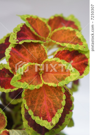 錦紫蘇 錦紫蘇 7250307