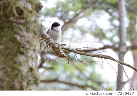 日本野鳥~Kogara~ 日本野鳥~Kogara~ 7250427