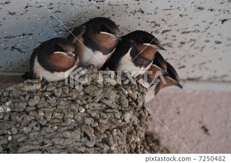 Swallow's nesting Swallow's nesting 7250482