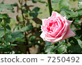 玫瑰玫瑰玫瑰美麗的花玫瑰癒合粉紅色的美麗 7250492