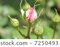 玫瑰玫瑰玫瑰Tsubomi芽玫瑰玫瑰美麗的花朵癒合粉紅色的美麗 7250493
