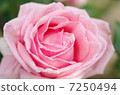 玫瑰玫瑰玫瑰玫瑰美麗的花癒合粉紅色的美麗了 7250494