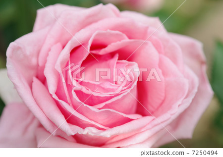 玫瑰玫瑰玫瑰玫瑰美麗的花癒合粉紅色的美麗了 玫瑰玫瑰玫瑰玫瑰美麗的花癒合粉紅色的美麗了 7250494