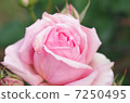 玫瑰玫瑰玫瑰美麗的花玫瑰癒合粉紅色的美麗了 7250495