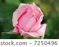 玫瑰玫瑰玫瑰美麗的花玫瑰癒合粉紅色的美麗 7250496