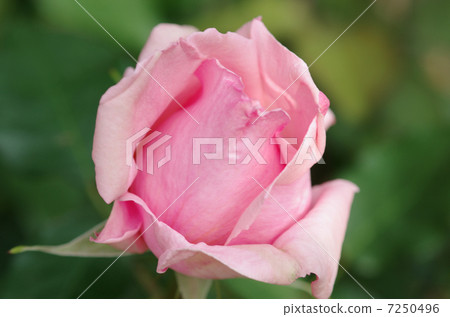 Rose rose rose rose beautiful flower Rose healing pink beauty 7250496