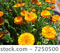 Marigold  7250500
