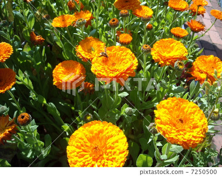 Marigold  7250500