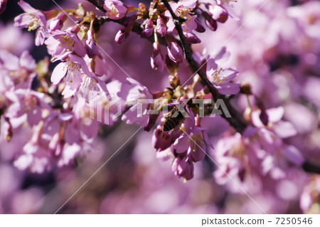 春天的快樂 春天的快樂 7250546