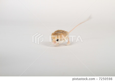 俾路支省Comimitetobi 7250598