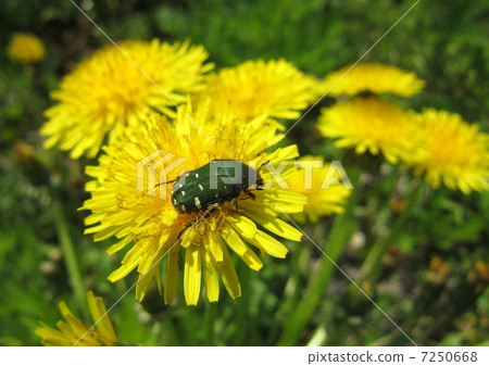 蒲公英參觀蒲公英 7250668