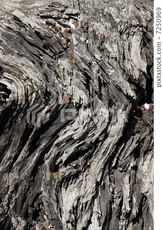 Striped pattern of dead big trees 7250969