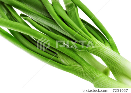 Young onion on white background. Close-Up. Isolated. Young onion on white background. Close-Up. Isolated. 7251037