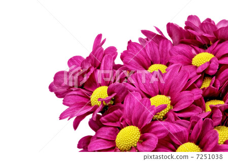 chrysanthemum, flower, regions 7251038