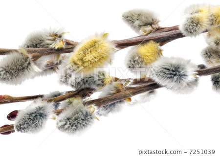 Branches of the pussy willow with flowering bud.Isolated. Branches of the pussy willow with flowering bud.Isolated. 7251039