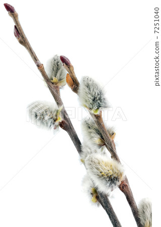 Branches of the pussy willow with flowering bud.Isolated. Branches of the pussy willow with flowering bud.Isolated. 7251040
