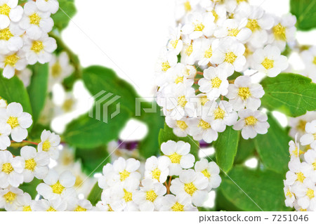 Beautiful white flowering shrub Spirea aguta (Brides wreath). 7251046