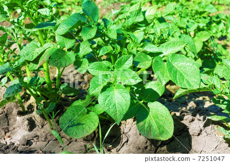 Young  potato bush on the ground  in a field. 7251047
