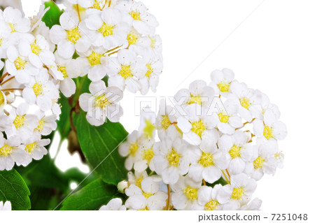 Beautiful white flowering shrub Spirea aguta (Brides wreath). 7251048