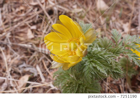 Adonis ramosa Adonis ramosa 7251190