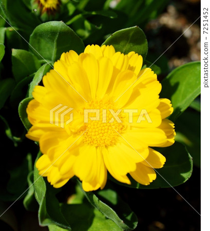 菊花mulcicole花語：熟悉的菊花多種 7251452
