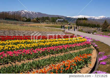 The tulip of the pastoral village 7251626