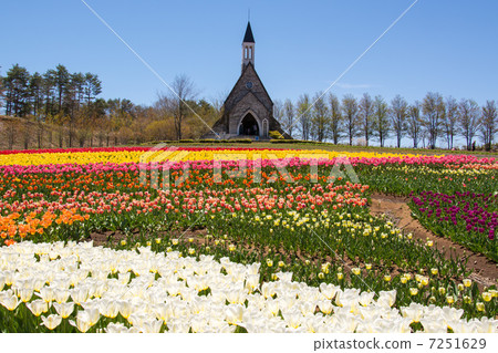 The tulip of the pastoral village 7251629