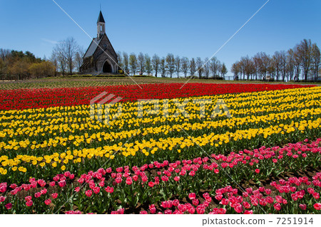 The tulip of the pastoral village 7251914
