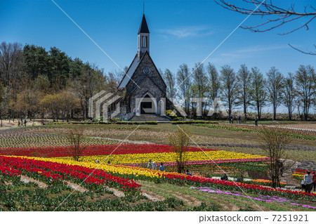 田園村莊的鬱金香 田園村莊的鬱金香 7251921