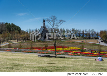 The tulip of the pastoral village 7251923