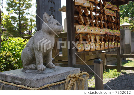 Coma cat 7252012