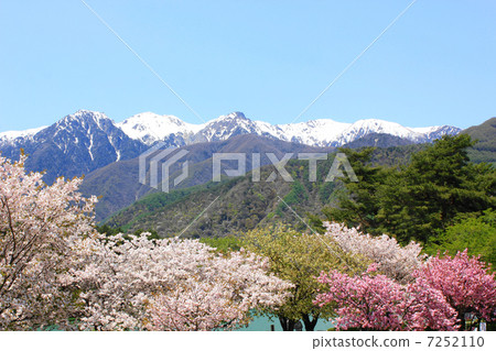 Yaebakura盛開1000墩公園 Yaebakura盛開1000墩公園 7252110