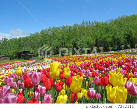 鬱金香 鬱金香 7252111