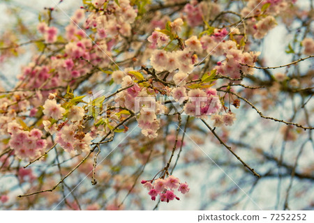 Leaves cherry tree Leaves cherry tree 7252252