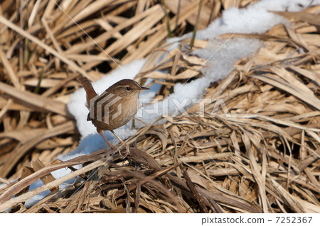 Eurasian Wren 7252367