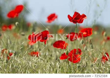 red poppies on the field 7252384