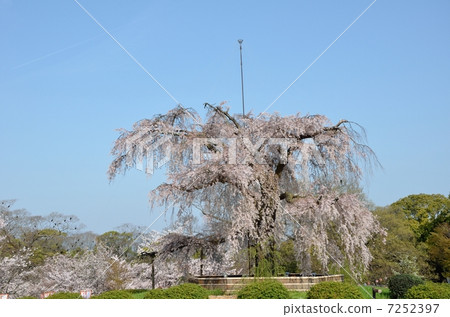 丸山公園的枝條櫻花 7252397