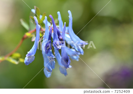 Corridalis · Pearl Debit 7252409