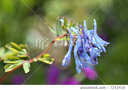 Corridalis · Pearl Debit Corridalis · Pearl Debit 7252410